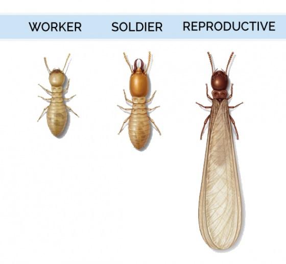 Drywood termites vary in color depending on their maturity and role within the colony.