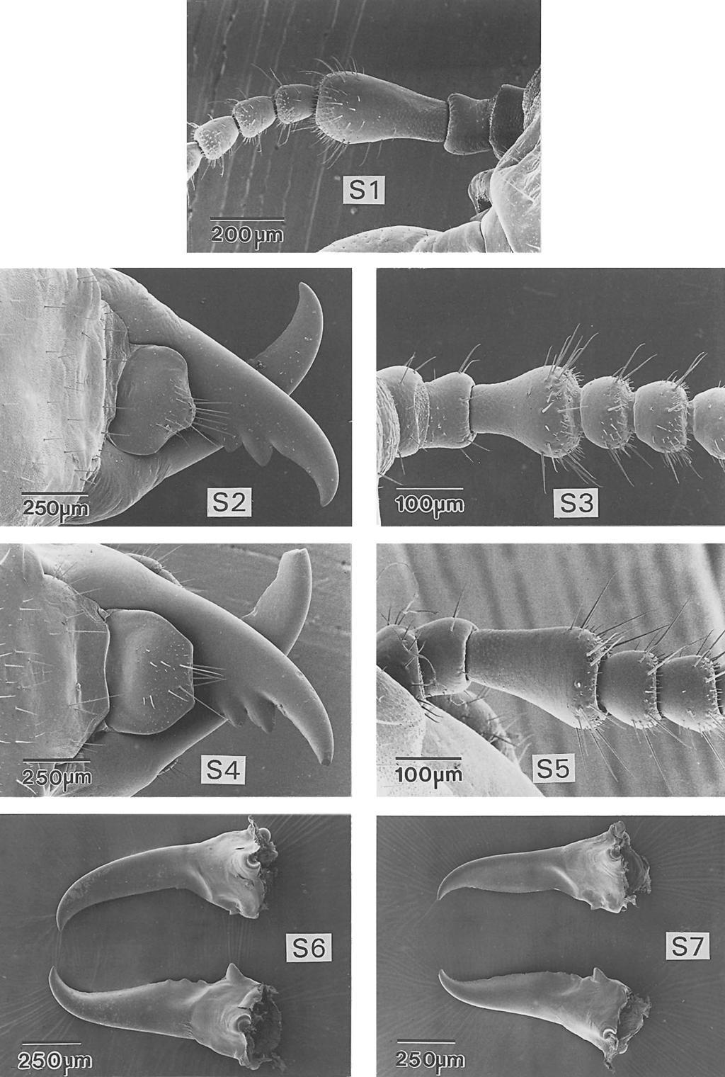 466 Florida Entomologist 77(4) December, 1994 Figs. S1-S7. Scanning electron micrographs of Incisitermes minor soldier antenna, Fig. S1; I. snyderi soldier labrum, Fig.