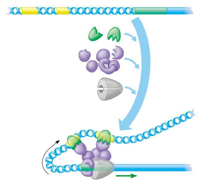 TRANSCRIPTION FACTORS Assist in initiating eukaryotic transcription Enhancers Promoter Gene DNA