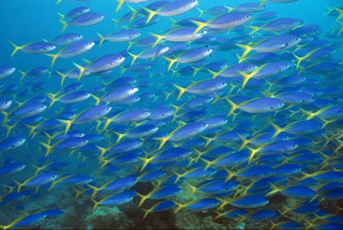 Fig. 1 School of Fuseliers fishes (Papua New Guinea), photo by Randy Harwood. WORK COMPLETED Two key observations can be made about large fish schools.