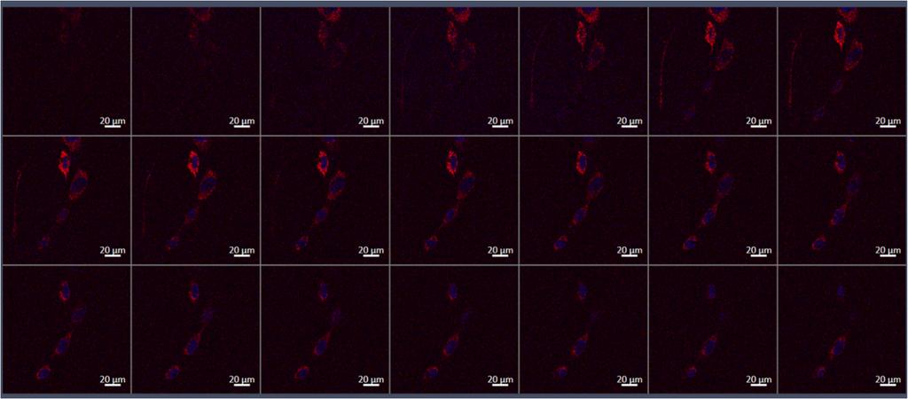 Scale bar: 20 µm. Figure S13. Confocal z stack images of Hoechst stained NIH/3T3 fibroblasts treated for 24 h with 20 μg ml 1 MMNP@PEG@RA123.