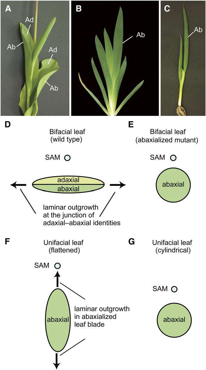 2 of 15 The Plant Cell and Hudson, 1995). Thus, mutants or transgenic plants that have lost adaxial-abaxial polarity develop radialized leaf blades (Figure 1E).