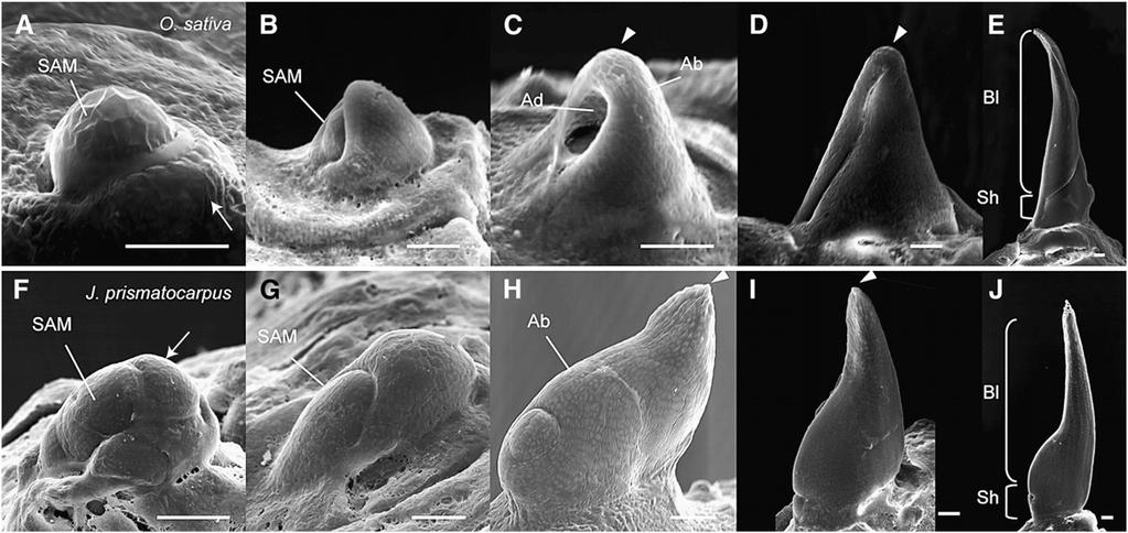 4 of 15 The Plant Cell Figure 3. Development of Bifacial Leaves in Rice and Unifacial Leaves in J. prismatocarpus. (A) to (E) Scanning electron micrographs of bifacial leaf development in rice.