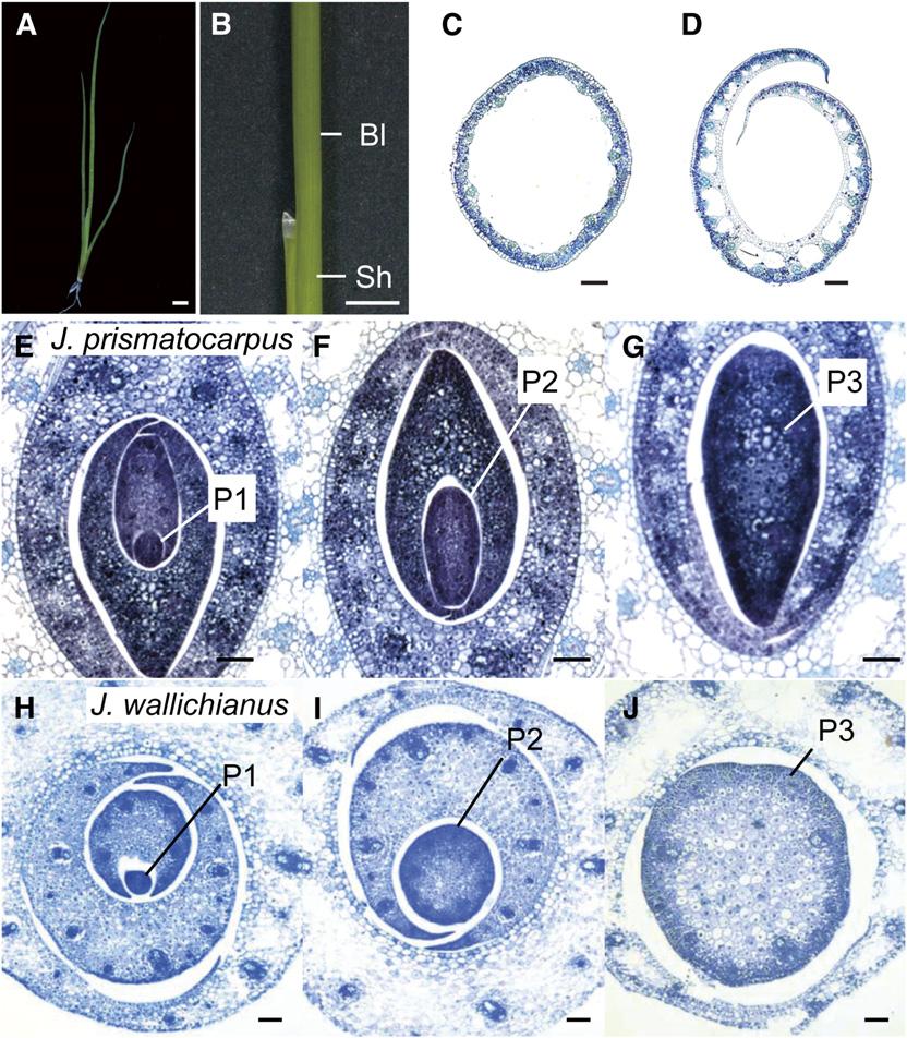 Flattened Unifacial Leaf Blade Formation 5 of 15 Figure 4. Differential Laminar Outgrowth in Unifacial Leaves of J. prismatocarpus and J. wallichianus. (A) Seedling of J.
