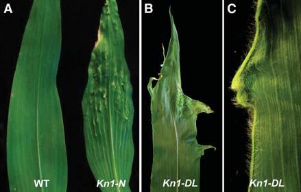 HOW TO PATTERN A LEAF 49 Figure 3. Knotted1 phenotypes. (A) Kn1-N features knots and clear veins. (B,C) Kn1-DL displays flaps at leaf margins. auxin accumulation (Scarpella et al. 2006; Bayer et al.