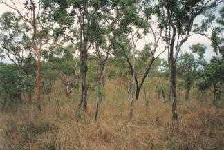 function Tropical savanna woodlands