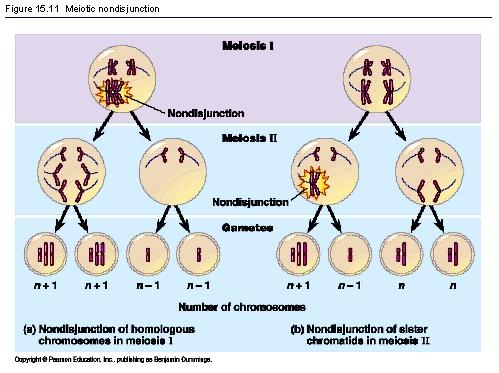 NONDISJUNCTION - Cause of most aneuploidy - Failure of chromosomes or chromatids to segregate at meiosis or mitosis mitotic nondisjunction - zygotic: all cells aneuploid - later in