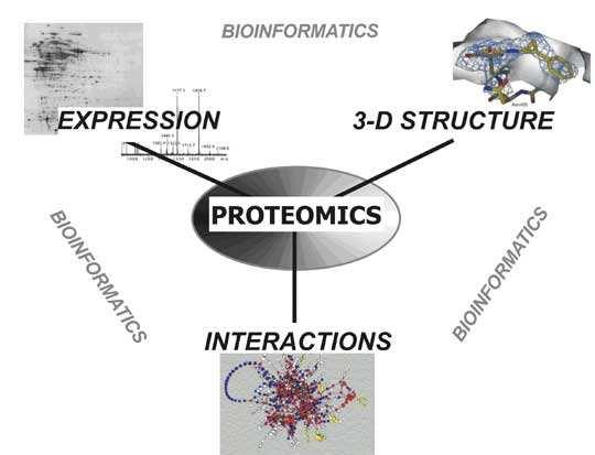 Understanding Genes and Their Products at the Systems Level Proteomics is the systematic study of