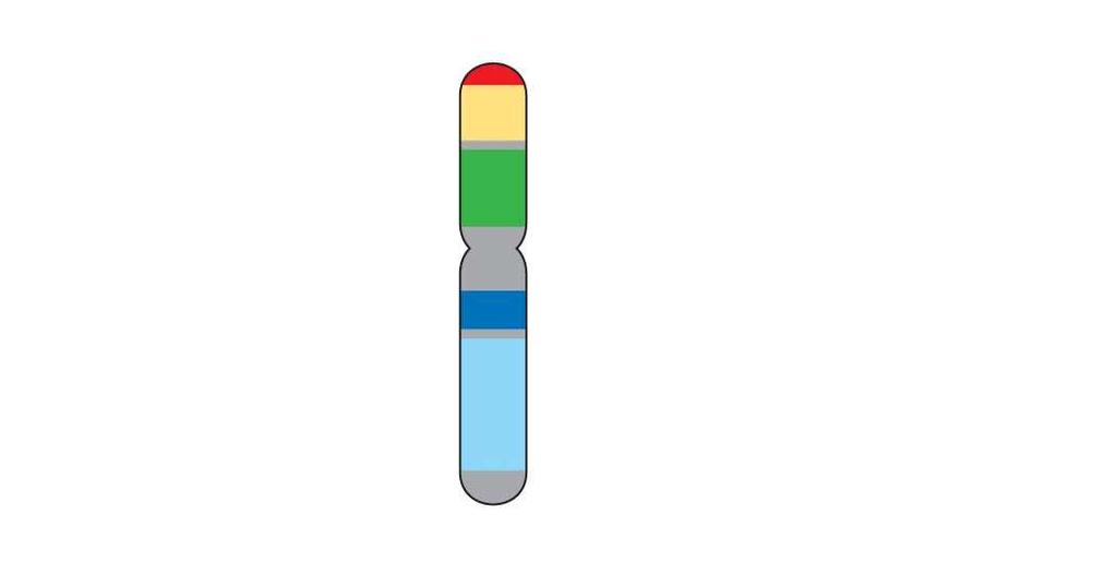 Fig. 21-11 Human chromosome