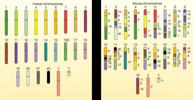 Human vs. Mouse genome http://fig.
