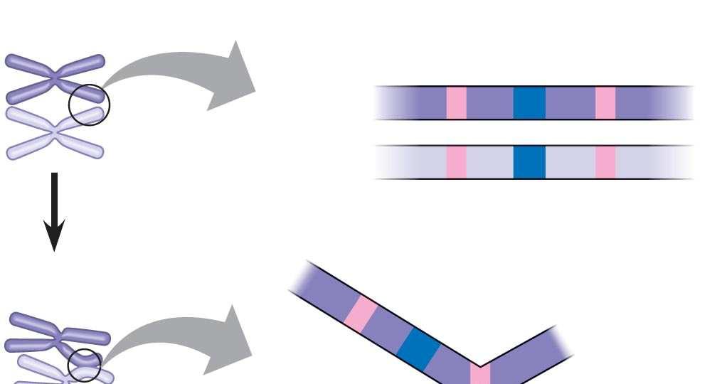 Fig. 21-12 Nonsister chromatids Incorrect pairing of two homologs during meiosis
