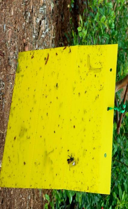 Whereas, other sticky traps like pale yellow, orange and red colours recorded a mean population of 154.4, 150.4 and 103.4 aphids per trap per week respectively.