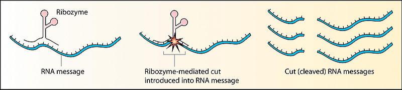 Peptidyl transferase 23S rrna RNase P Group I and Group II introns GIR1 branching ribozyme Leadzyme Hairpin