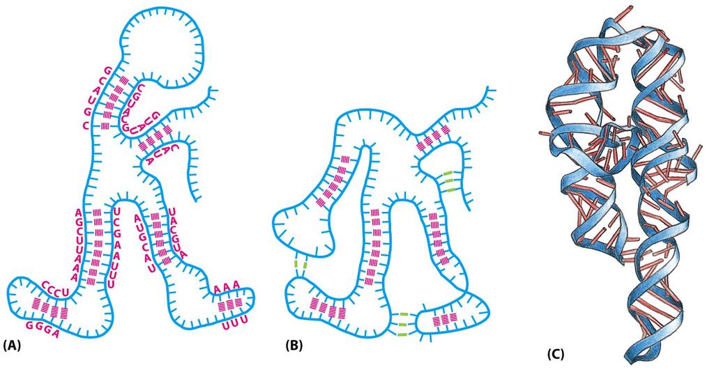 RNA as a double-stranded molecule Figure 6-6 Molecular Biology of the Cell ( Garland Science 2008) RNA can fold into specific structures RNA is largely