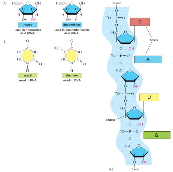 DNA vs RNA RNA Stability of DNA - deoxyribose -