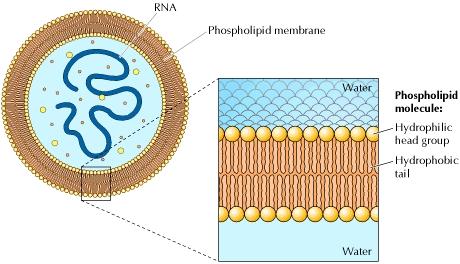 Development of the first cell self-replicating RNA surrounded by the phospholipid membrane unit capable for self