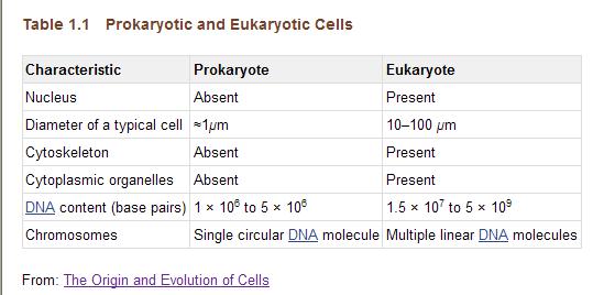 Prokaryotic and eukaryotic cells Differences: nucleus genome complexity organelles cytoskeleton size prokaryotic cell