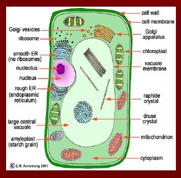 The structure of a plant cell Plant cells are surrounded