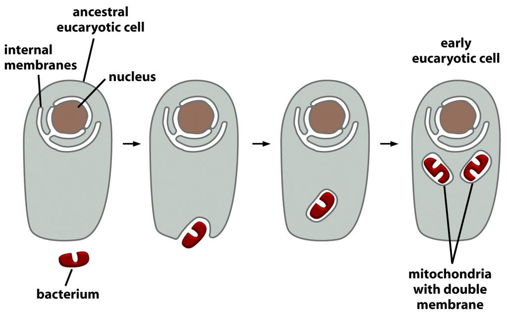 Mitochondria evolved from bacteria engulfed by ancestral eukaryotic cells