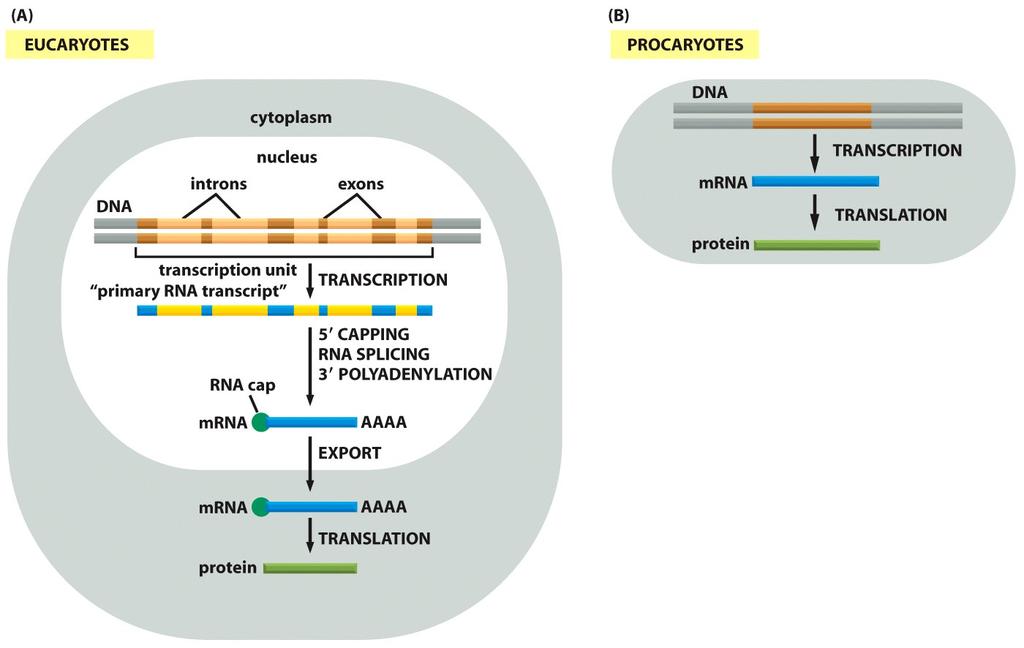 Differences between eukaryotic and prokaryotic cell in steps leading from