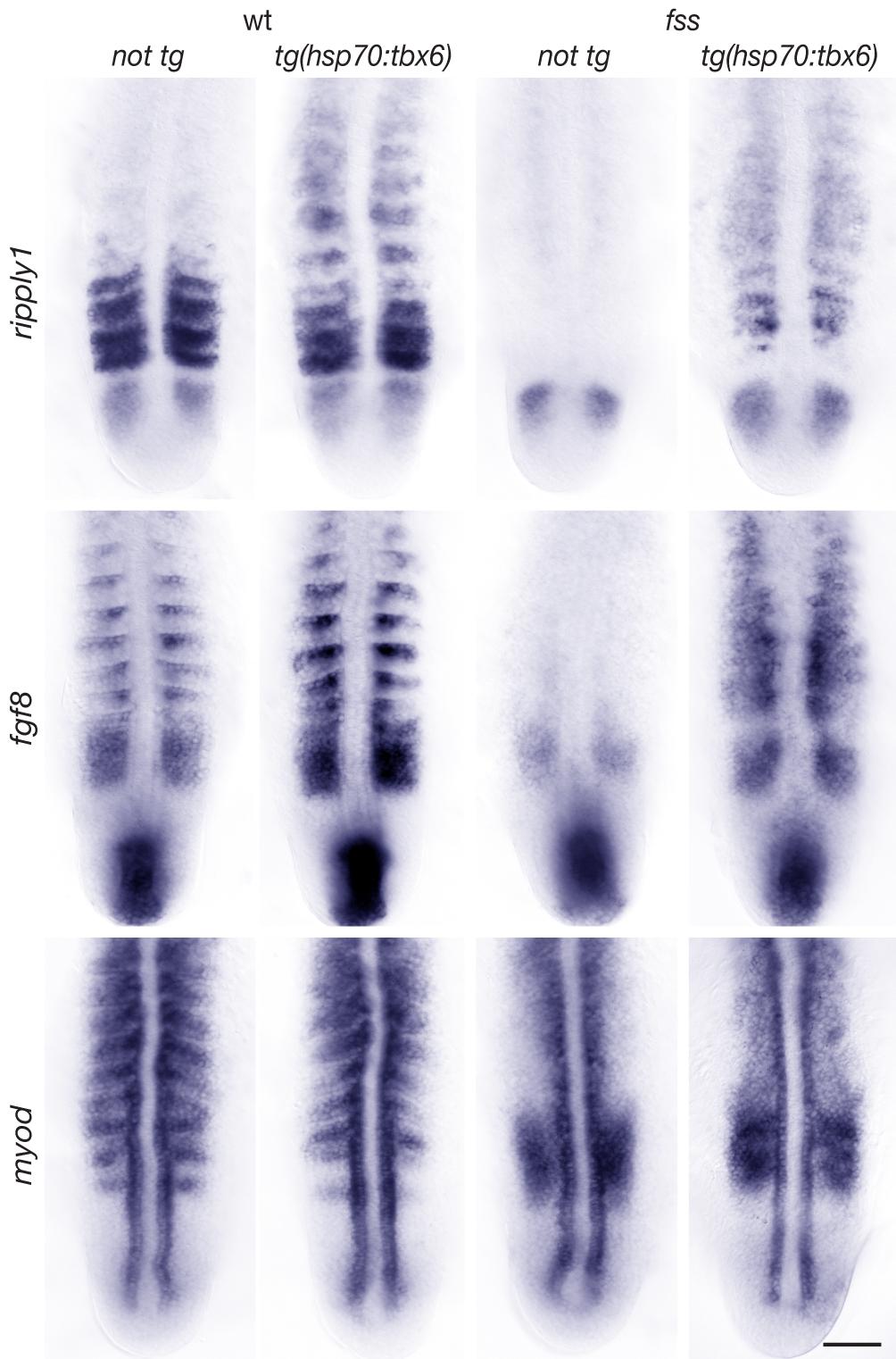 Figure 5. A pulse of Tbx6 expression in fss/tbx6 mutants induces segmental expression of ripply1 and fgf8, and locally represses myod.
