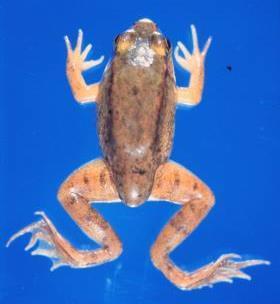 4) Ichthyophoniasis Eastern red-spotted newt 1.