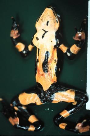 Chytridiomycosis: Gross Findings: Adult Frogs
