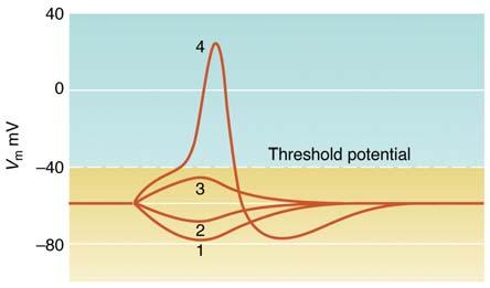 Membrane Potential Terms: -Hyperpolarization 1 and