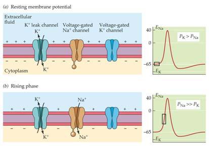 Action Potential Changes in