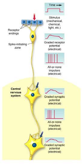 2002 63 -Receptor potential is graded and decremental -Magnitude of graded receptor potential
