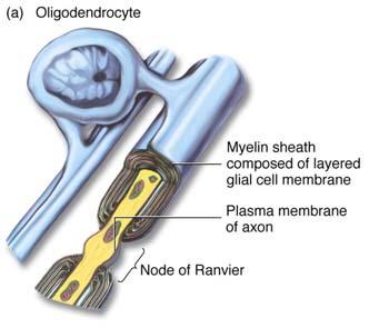 1 Diameter 2 -Insulation -Long axons require