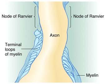 myelination (fatty tissue) aka: -Schwann cells in