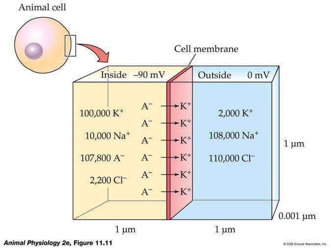 Figure 11.11 The membrane potential results from relatively few charges sitting on the membrane 15 Membrane Potential 3.
