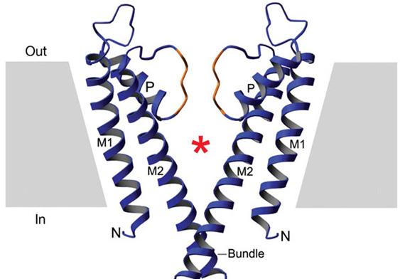 1.4.1 The KcsA structure a closed K + channel. KcsA was the first ion channel MacKinnon s lab successfully crystallized [32].