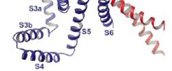 A bacterial toxin-channel called colicin forms a voltage-dependent channel with a charged segment that