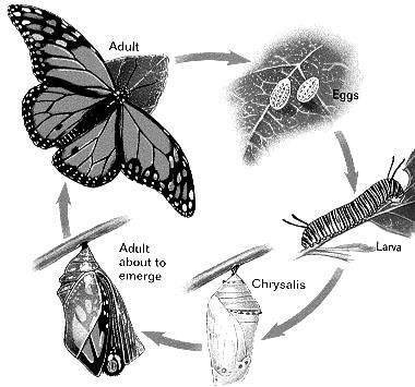 All organisms grow, and different parts of organisms may grow at different rates.