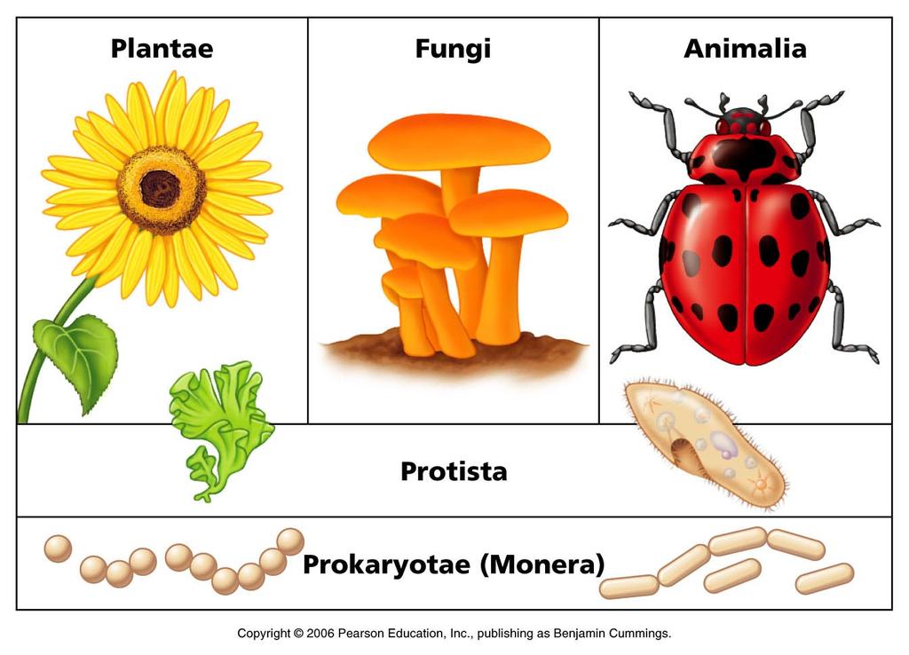 PDF Characteristics of Living Things Notes.