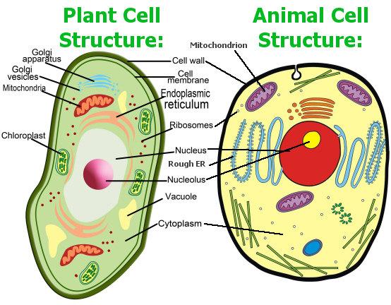 1. Characteristics of Living Things Living things are organized and made of cells