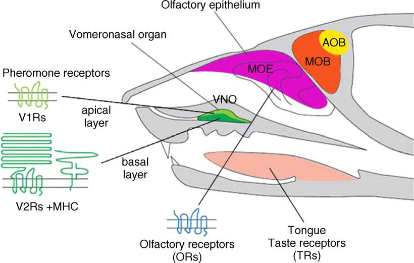96 S. Rouquier, D. Giorgi / Mutation Research 616 (2007) 95 102 Fig. 1. Chemosensory organs of the mouse. Pheromone and olfactory receptors are unrelated heptahelical G-protein-coupled receptors.