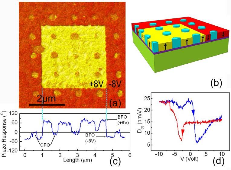 Figure 5.4 Piezoelectric properties of ordered CFO-BFO composite thin films. (a) PFM results of CFO-BFO composite films, where the thin film is poled by -8V in a 6µm 6µm area, and then by -8V in a 3.