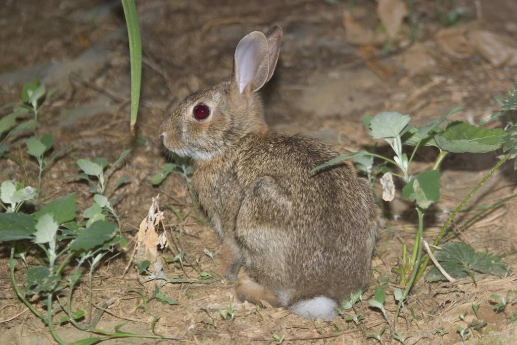 2 Traits and the Environment Cottontail Rabbits a cottontail rabbit Small trees, shrubs, vines, and tall grasses are the favorite hiding places of cottontail rabbits.
