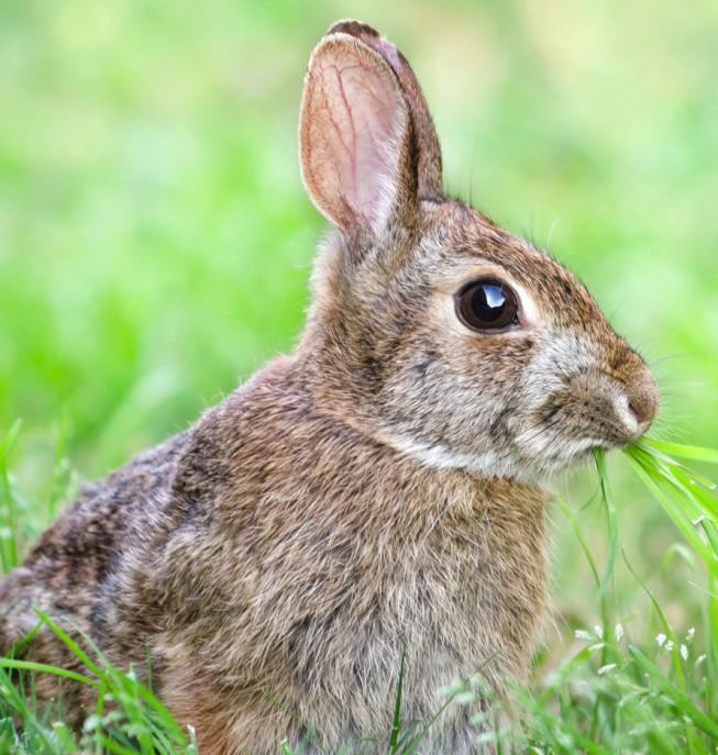 Rabbit Adaptations Sometimes, variations in traits can provide advantages in surviving, finding mates, and reproducing.
