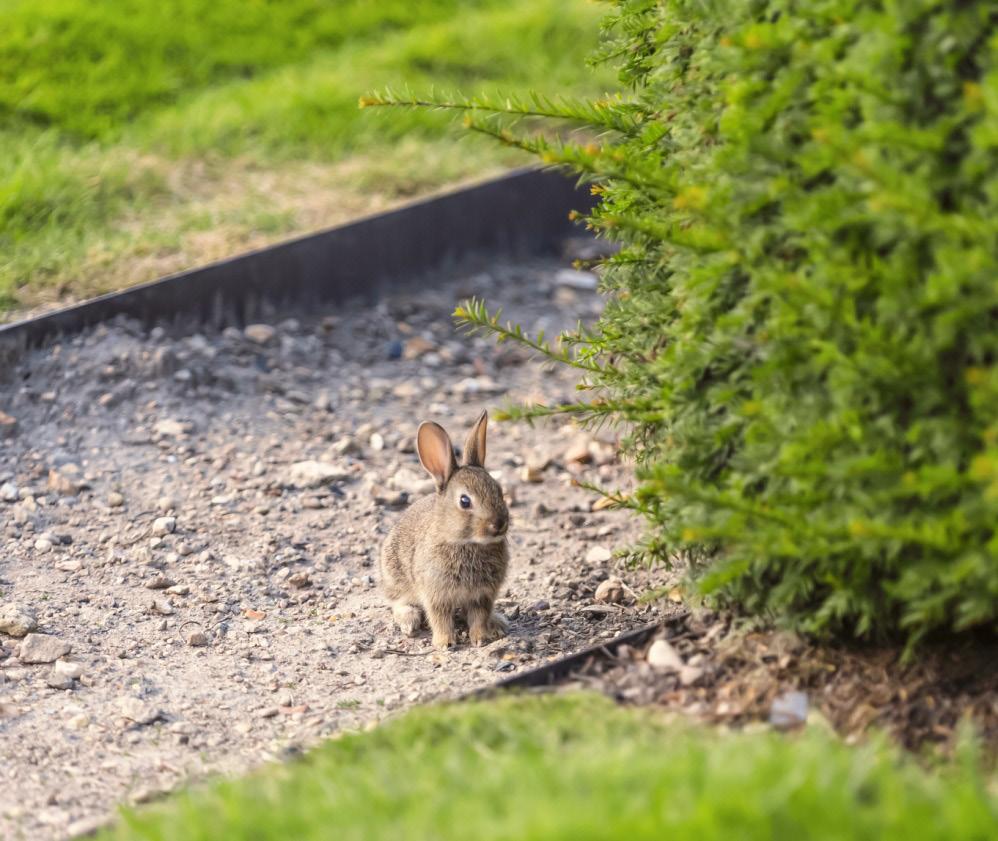 Environmental Influences Rabbits are very sensitive to their environment. In the wild, they generally know exactly where good hiding spots are so they can escape predators.