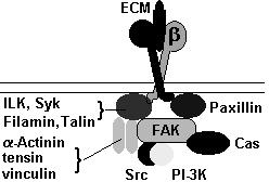 Integrin-Extracellular Matrix (ECM) Signaling Integrins can adopt inactive and active configurations, which differ by change in relative orientation of the α- and β- subunits.