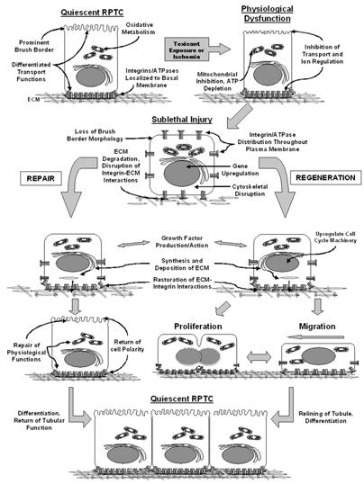 Toxic Agent(s) Tissue Injury Activation of Metabolism DNA Damage Activation of Innate Immunity Compensatory Regeneration Production of DNA-reactive Metabolites growth factors/cytokines Production of
