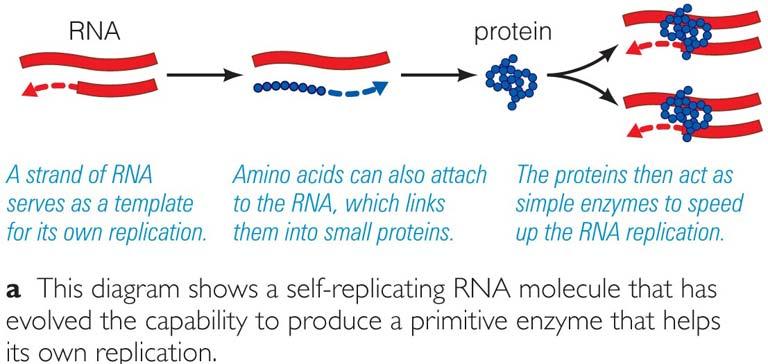 RNA world hypothesis RNA world hypothesis RNA is able to store information (similar to DNA) and catalyze reactions (similar to enzymes), may have