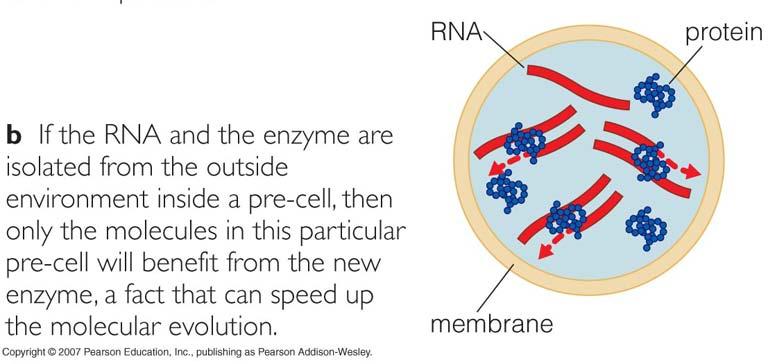 Later on, the RNA world evolved into the DNA and protein world of today.