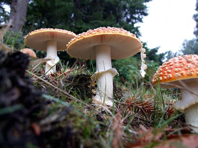 Non edible Amanita muscaria mushrooms are seen in one of Humboldt county s many wooded areas. Photo courtesy Zeke Smith. For more, visit zekesmithillustration.