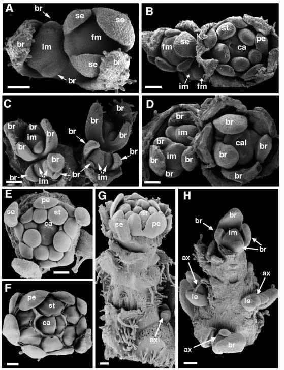 Petunia inflorescence development 737 Fig. 3. SEM analysis of wild-type, alf, exp and exp /alf inflorescences.(a) Wild-type inflorescence.