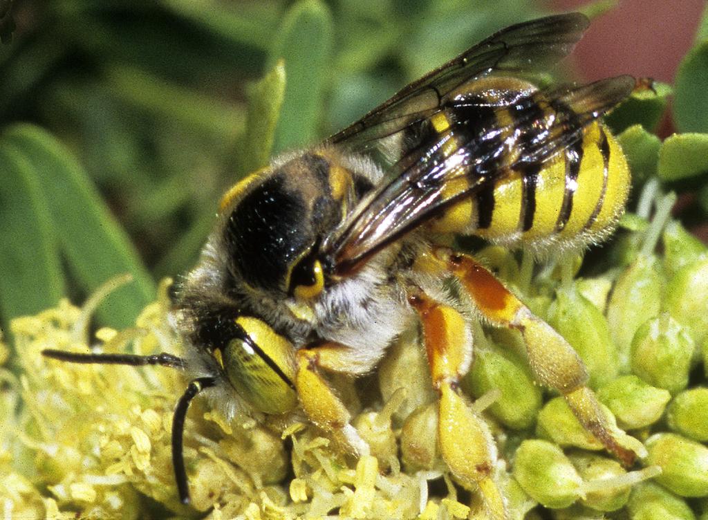 Pollinators Name: Creosote Leaf-cutting Bee Trachusa larreae Yucca Moth Tegeticula mojavella Pollen from the